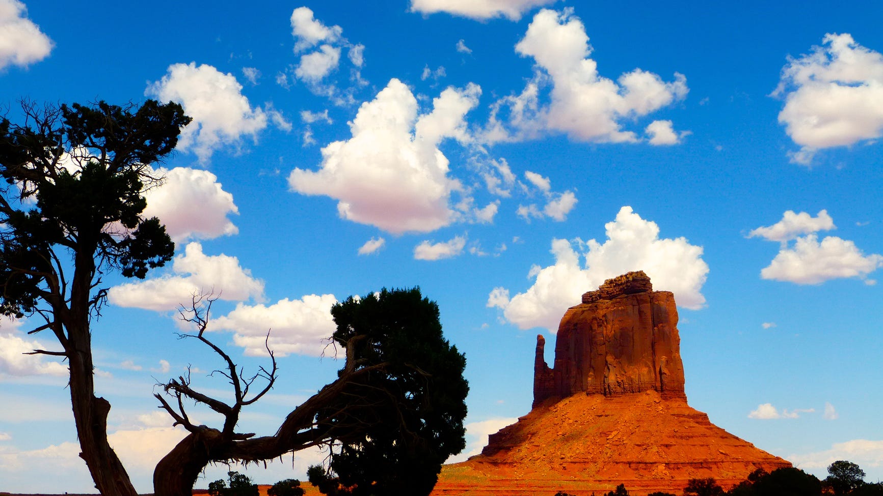 Monument Valley’s red sandstone butte framed by twisted juniper and a bright blue sky — an iconic Arizona vista recommended in the story for scenic road trips.