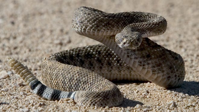 A rattlesnake coiled on sandy ground near water — shorelines and trails around lakes can bring people into contact with native venomous snakes.