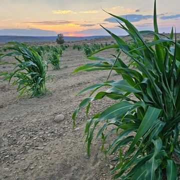 Young corn planted in rows on tribal farmland at sunset — crop production highlighted in the new analysis showing tribal agriculture directly supported more than 2,300 jobs statewide.