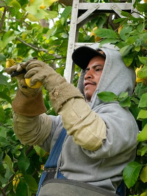 A worker harvesting citrus in an Arizona orchard; traditional agricultural exports like citrus are now being outpaced by computer equipment exports.