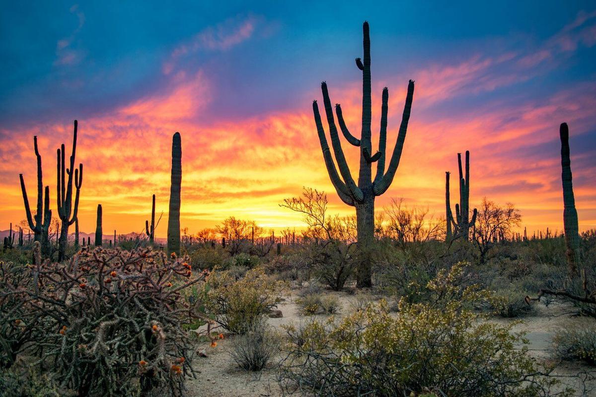 Saguaro cacti silhouetted against a colorful Sonoran Desert sunset, illustrating a popular outdoor activity to enjoy in Tucson this weekend.