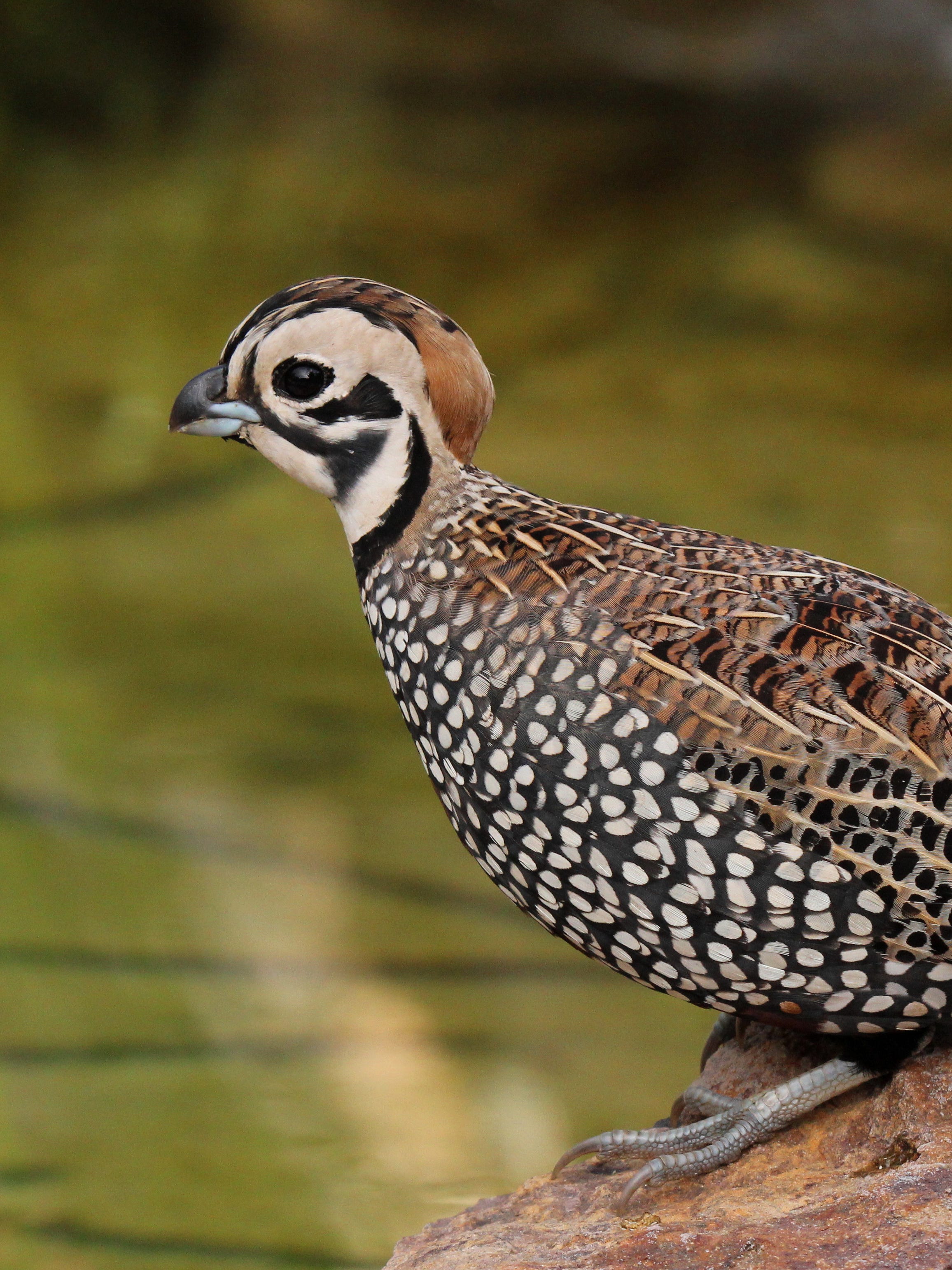 An adult quail perched on a rock — the species Arizona rescuers say they're seeing as the early baby-quail season brings more orphaned and injured birds into care.