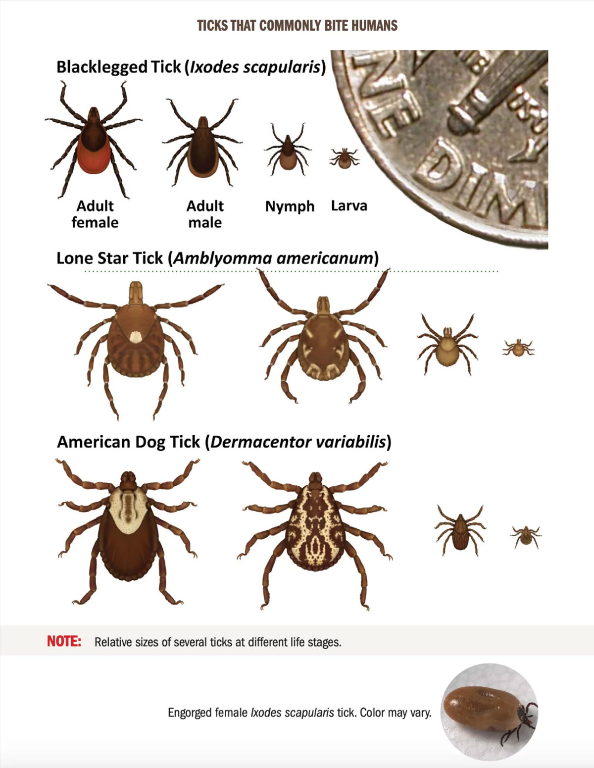 Identification chart showing common human-biting ticks and life stages (blacklegged, lone star, American dog tick) — a reference for recognizing species and sizes mentioned in the story.